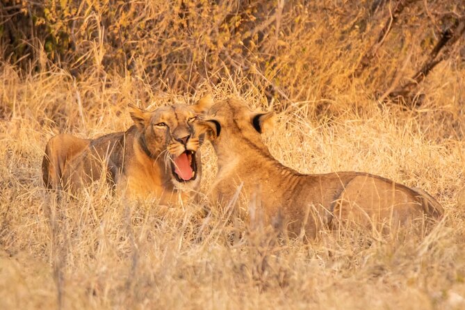 2 Days Amboseli National Park Safari - Who should book this two-day safari?