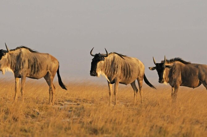 2 days Amboseli National Park Safari - What the $776 price really covers