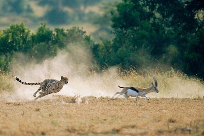 2 days Amboseli National Park Safari - Why two days may feel short