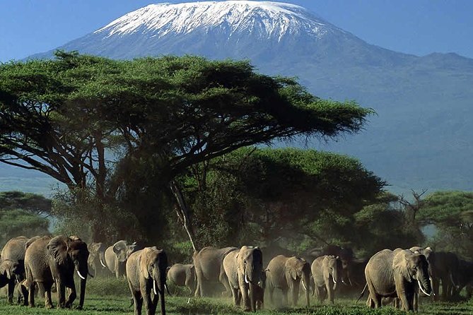 2 Days Amboseli National Park Safari- Guarantee Daily Departure - Kibo Safari Camp and the value of one night