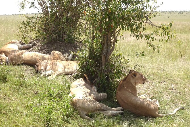 2 Days Amboseli National Park Safari - Leaving Nairobi and reaching the park