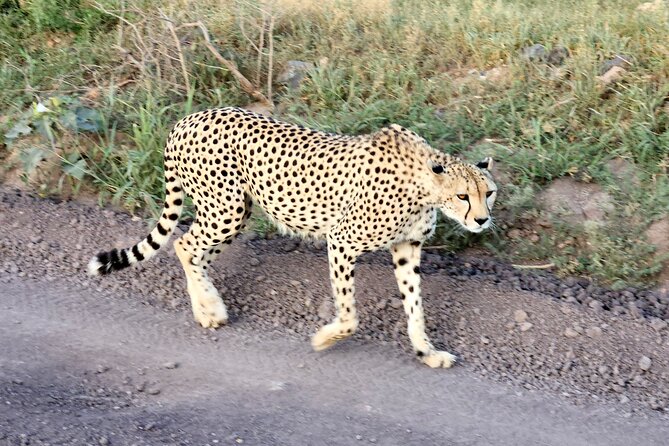 2 Days Amboseli Park Overnight Private Safari - Why Amboseli works for a short safari from Nairobi