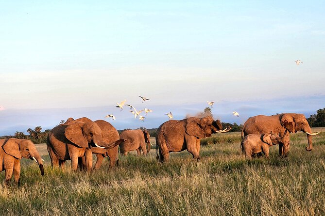 2 Days Amboseli Park Overnight Private Safari - Observation Hill and the wider Amboseli view