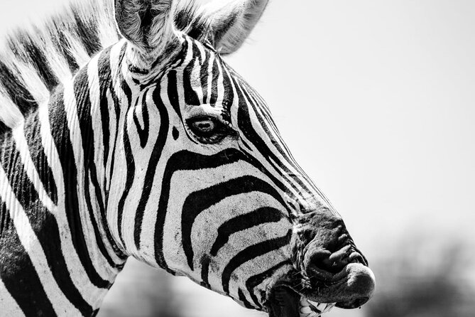 2 Days Amboseli Park Overnight Private Safari - A morning game drive before the return to Nairobi