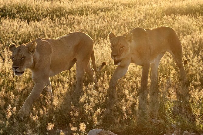 2 Days Amboseli Park Overnight Private Safari - What the $475 price really covers