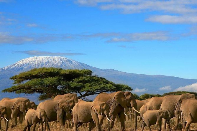 2 Days Amboseli Private Safari - Key points to know before booking