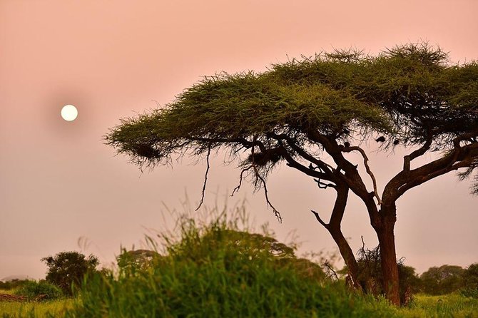 2 Days Amboseli Private Safari - The elephant country around Mount Kilimanjaro