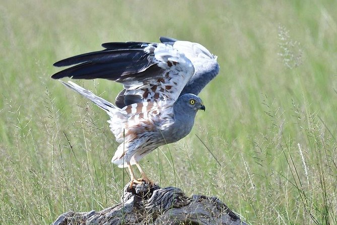 2 Days Amboseli Private Safari - Lions, leopards, birds, and the Big Five