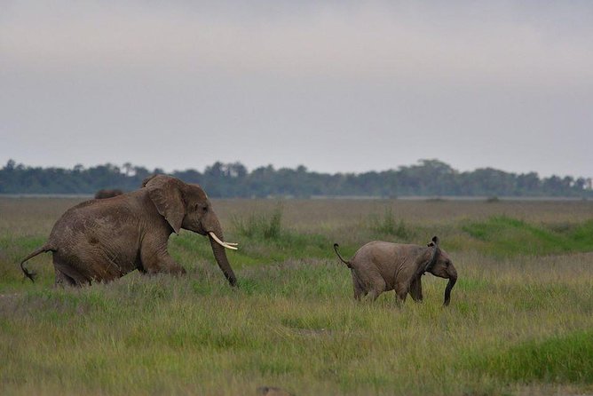 2 Days Amboseli Private Safari - What the private guide adds