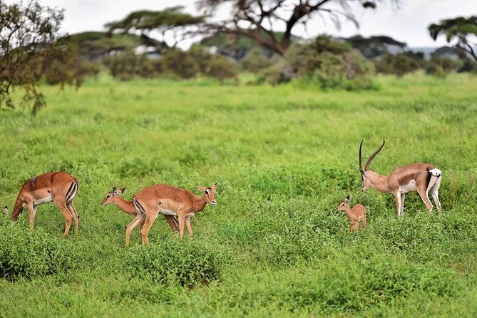2 Days Amboseli Private Safari - Meals, water, and the real value of $559