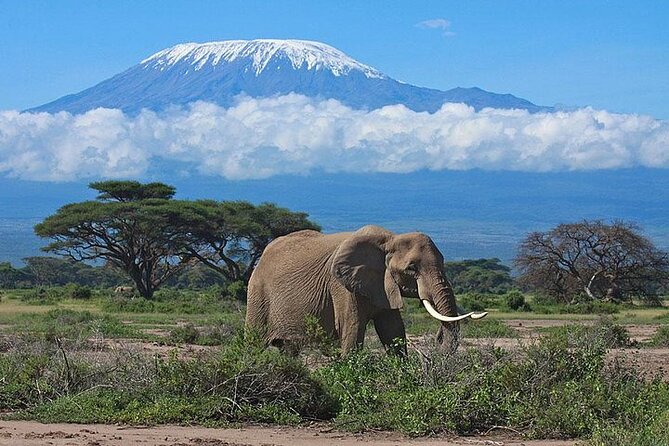 2 Days Amboseli Safari Adventure from Nairobi Classic Game Drives - What the $410 cost really covers