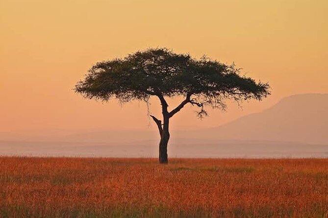 2 Days Amboseli Safari Adventure from Nairobi Classic Game Drives - What the strongest feedback tells you