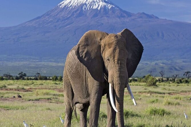 2 Days and 1 Night Amboseli Safari from Nairobi - Arriving at Amboseli beneath Mount Kilimanjaro