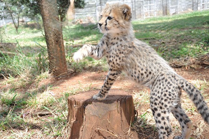 2 Days at Amboseli National park - Five habitats in one park