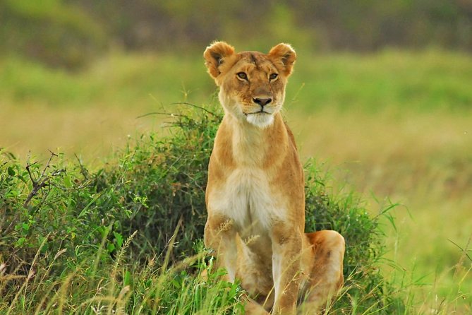 2 Days Budget Safari Masai Mara - Key points to know before booking