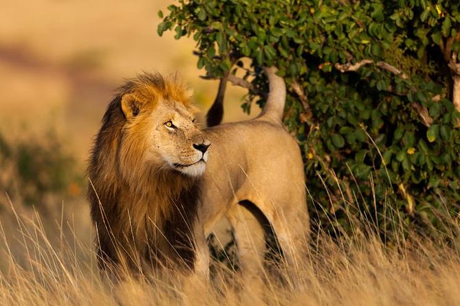 2 Days Budget Safari Masai Mara - Why the Masai Mara is worth the long road from Nairobi
