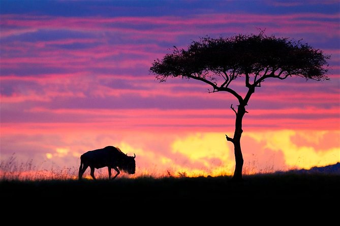 2 Days Budget Safari Masai Mara - What $800 per person really buys