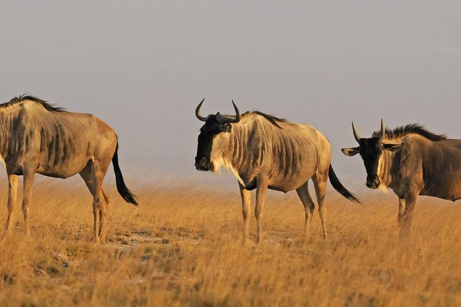 2 Days Budget Safari Masai Mara - Pickup, timing, and the practical side of the trip
