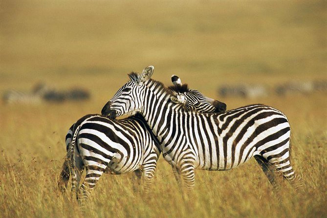 2 Days Budget Safari Masai Mara - Should you book the 2-day Masai Mara safari?