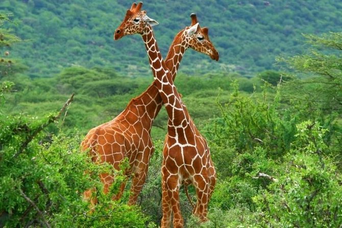 2 Days Budget Safari Masai Mara - Day one: the drive to the reserve and an afternoon safari