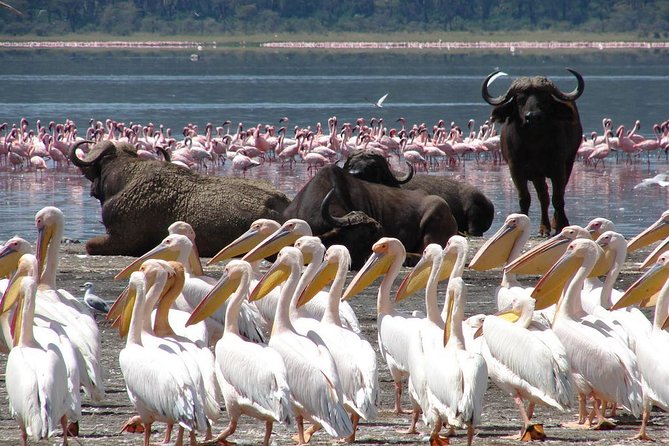 2 Days Flamingo Tour to Lake Bogoria & Lake Nakuru From Nairobi - Key points to know before booking