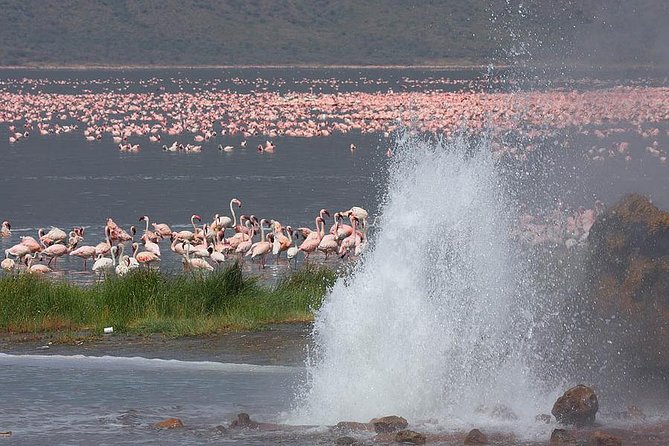2 Days Flamingo Tour to Lake Bogoria & Lake Nakuru From Nairobi - Why this two-day safari works from Nairobi