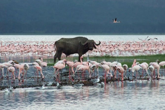 2 Days Flamingo Tour to Lake Bogoria & Lake Nakuru From Nairobi - Dinner and the overnight near Nakuru