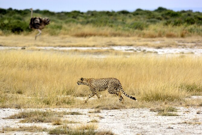 2 days group safari to Amboseli National park (Mon-Wed-Sat only) - Why Amboseli works well for a two-day safari