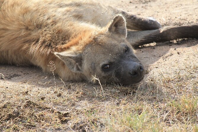 2 days group safari to Amboseli National park (Mon-Wed-Sat only) - The afternoon game drive under Kilimanjaro