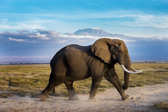 2 days group safari to Amboseli National park (Mon-Wed-Sat only) - Overnight at a permanent lodge or camp