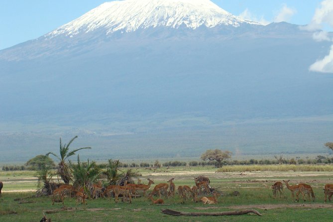 2 days group safari to Amboseli National park (Mon-Wed-Sat only) - The early morning drive on day two