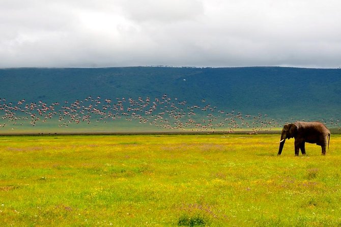 2 days group safari to Amboseli National park (Mon-Wed-Sat only) - What the $200 price really covers