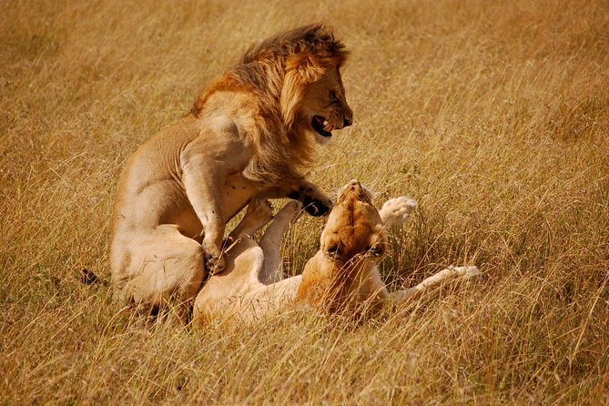 2 days group safari to Amboseli National park (Mon-Wed-Sat only) - Transport, group size, and comfort