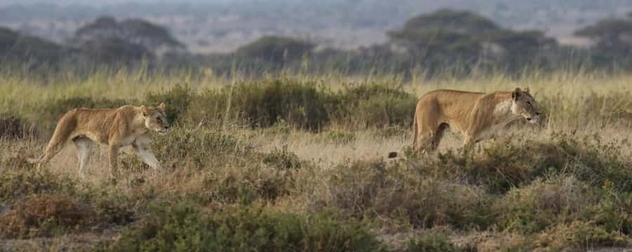 2 Days Group tour to Amboseli Using Landcruiser 4x4 Jeep - Key points at a glance