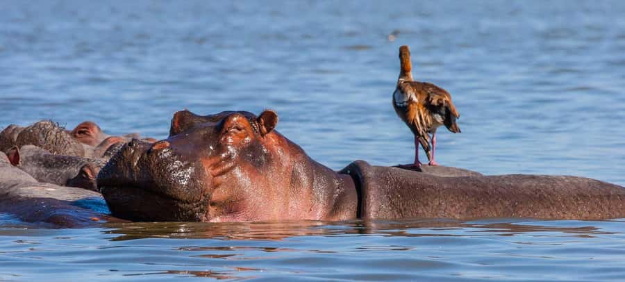 2 Days Group tour to Amboseli Using Landcruiser 4x4 Jeep - Arrival, lunch, and the first afternoon drive