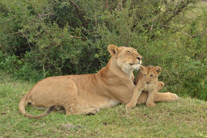 2 Days Kenya Safari special Tsavo East and Taita hills Saltlick from Mombasa - The guides and the value of personal service