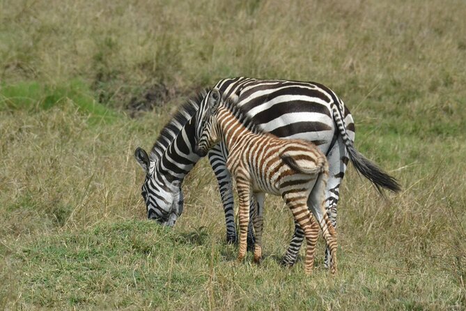 2 Days Kenya Safari special Tsavo East and Taita hills Saltlick from Mombasa - Is $520 a fair price?