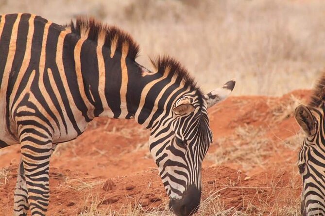 2 Days Kenya Safari special Tsavo East and Taita hills Saltlick from Mombasa - What the positive feedback tells you