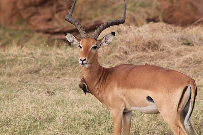 2 Days Kenya Safari special Tsavo East and Taita hills Saltlick from Mombasa - Who should choose this safari