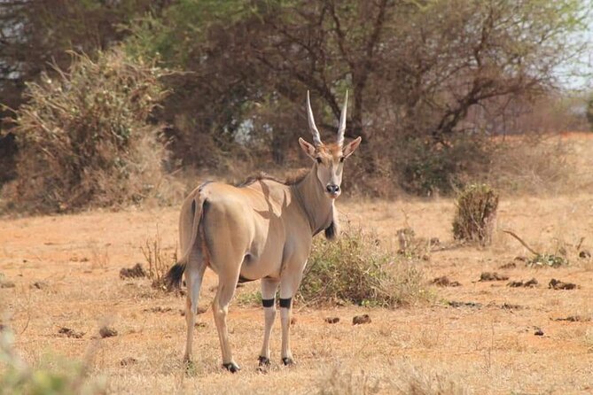 2 Days Kenya Safari special Tsavo East and Taita hills Saltlick from Mombasa - Day one: from the hotel to the afternoon drive