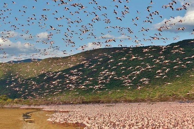 2 Days Lake Elementaita National park Safari - Key points to know before booking