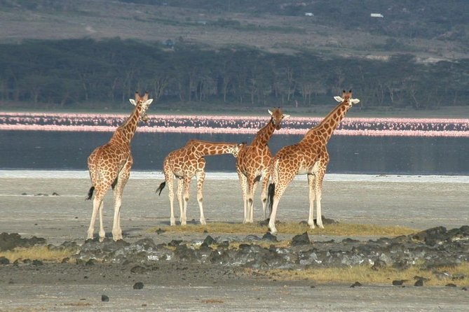 2 Days Lake Elementaita National park Safari - The private format and guide support