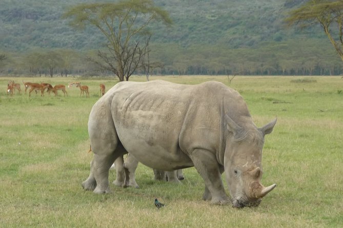 2 Days Lake Nakuru N/P - Key points about this Lake Nakuru safari