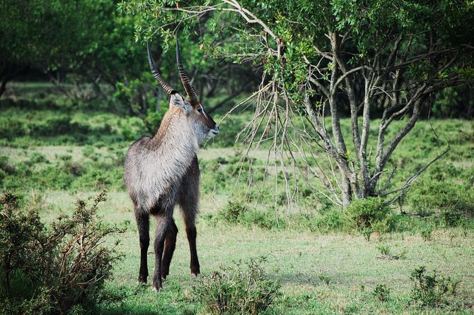 2 Days Lake Nakuru Safari - Lake Naivasha adds a different kind of wildlife