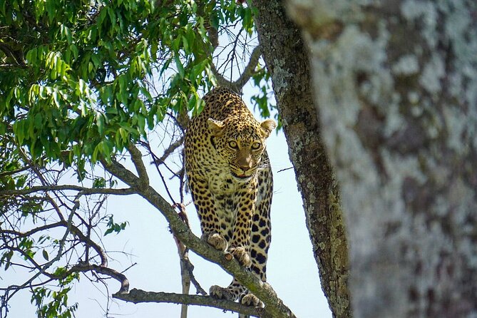 2 Days Masai Mara Private Safari From Nairobi - What this two-day Mara safari is really offering