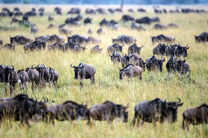 2 Days Masai Mara Private Safari From Nairobi - Arriving at Masai Mara National Reserve