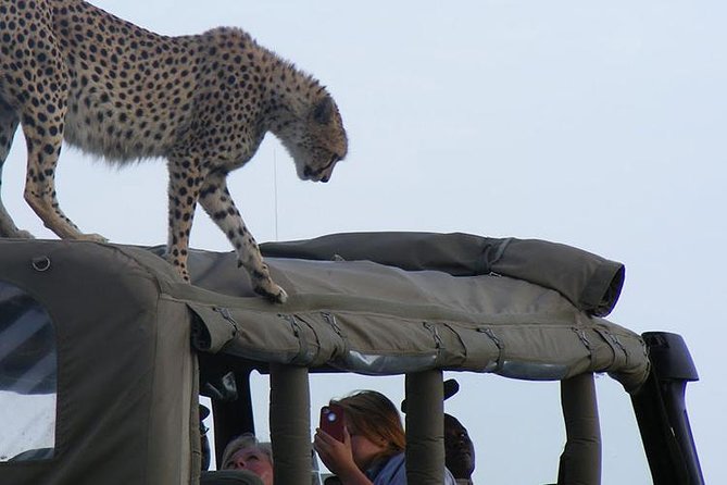 2 Days Masai Mara Private Safari From Nairobi - Budget camp accommodation