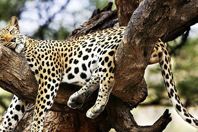 2 Days Masai Mara Private Safari From Nairobi - The 6:00 a.m. departure on day two