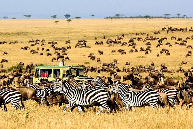 2 Days Masai Mara Private Safari From Nairobi - Shared transport and a maximum of eight people