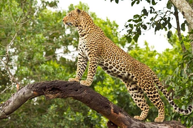 2 Days Masai Mara Private Safari From Nairobi - Leaving Nairobi at 6:00 a.m.